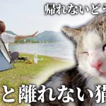 帰れないどうしよう…超甘えん坊の野良猫が再び【猫とキャンプ】