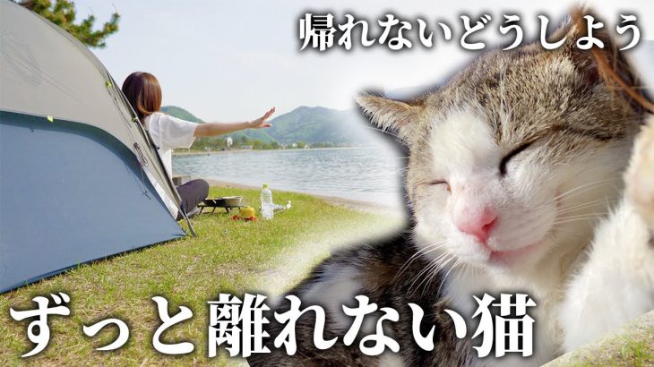 帰れないどうしよう…超甘えん坊の野良猫が再び【猫とキャンプ】