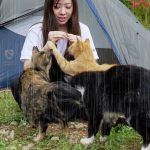 【保護猫30匹とキャンプ】雨の朝、お腹が空いた猫たちに包囲されました